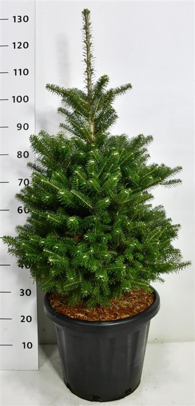 Koreagran – Abies koreana - C25 80-100 cm.