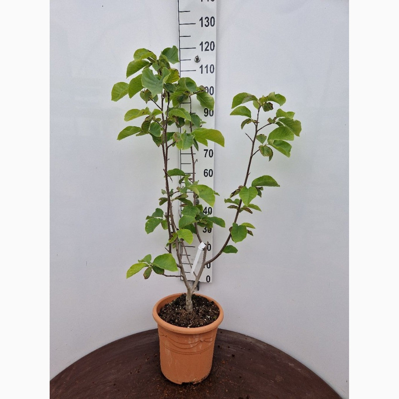 Magnolia – Magnolia liliiflora 'Nigra' - C15 80-100 CM