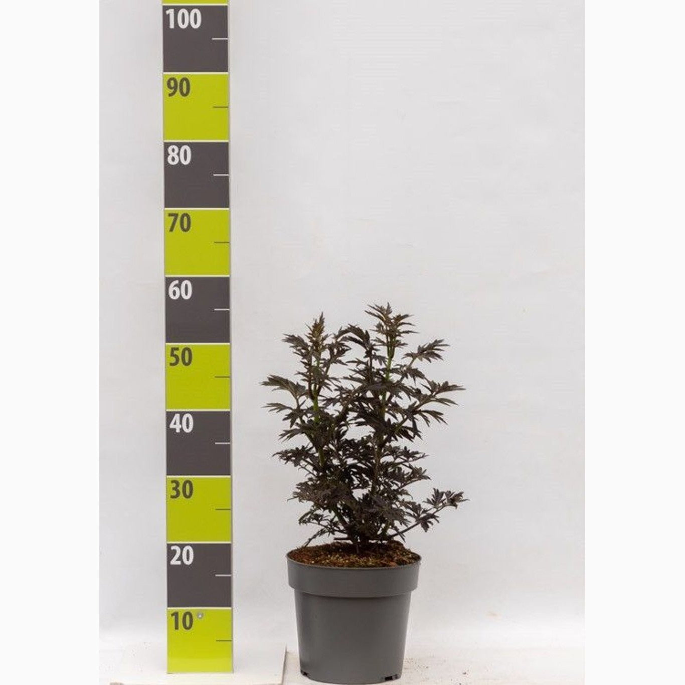 Fläder – Sambucus nigra Laced Up - C4,6 40-60 CM