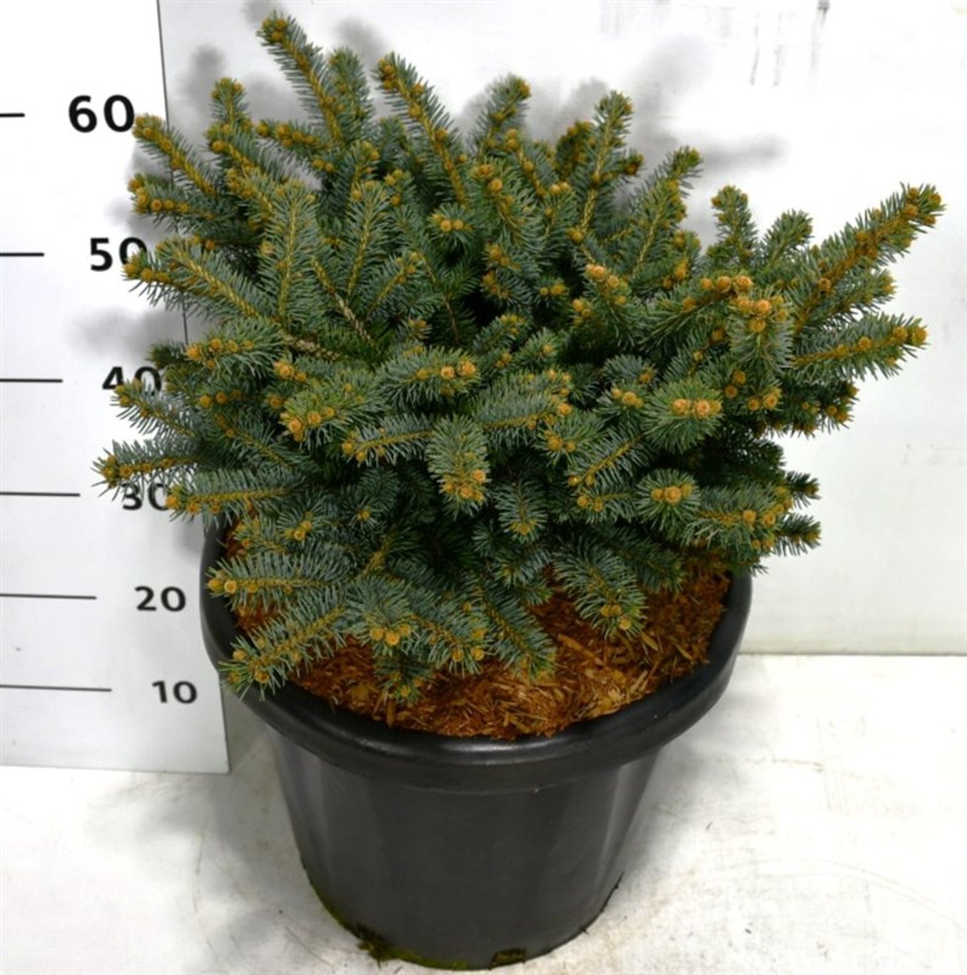 Blågran – Picea pungens &