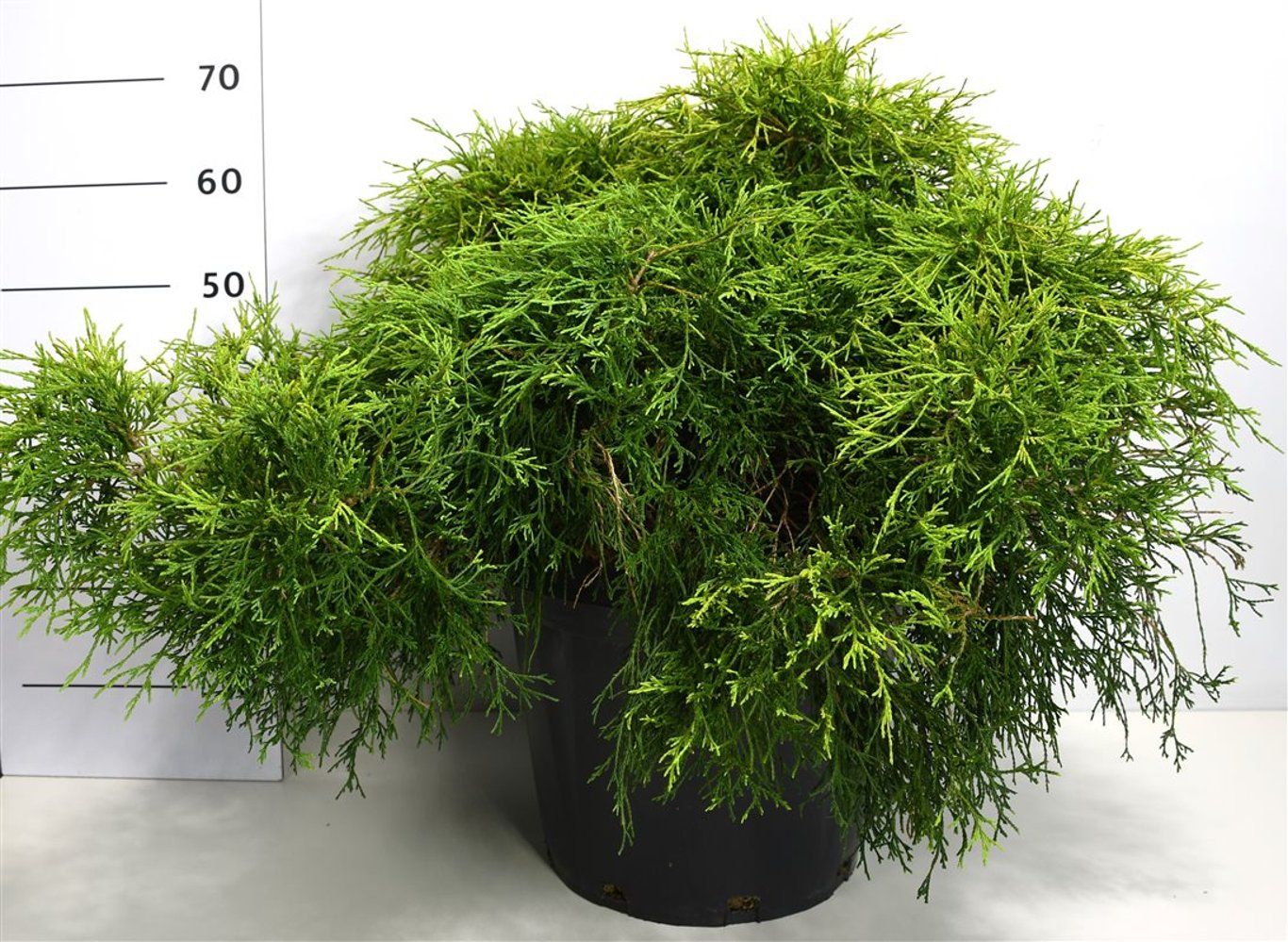 Ädelcypress – Chamaecyparis pisifera &