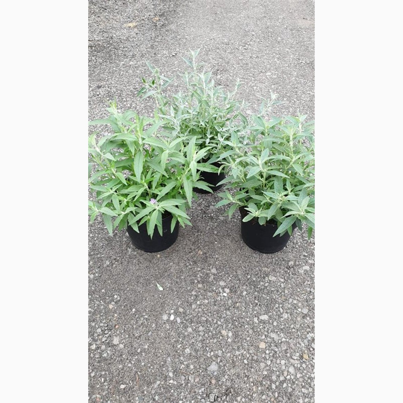 Sommarlilja – Buddleja d. 'Buzz Wine' - C7