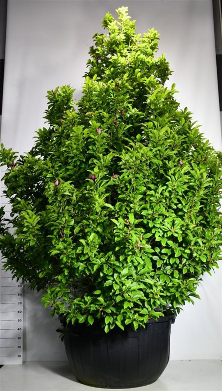 Magnolia – Magnolia 'Susan' - C500 350-400 cm. Sol