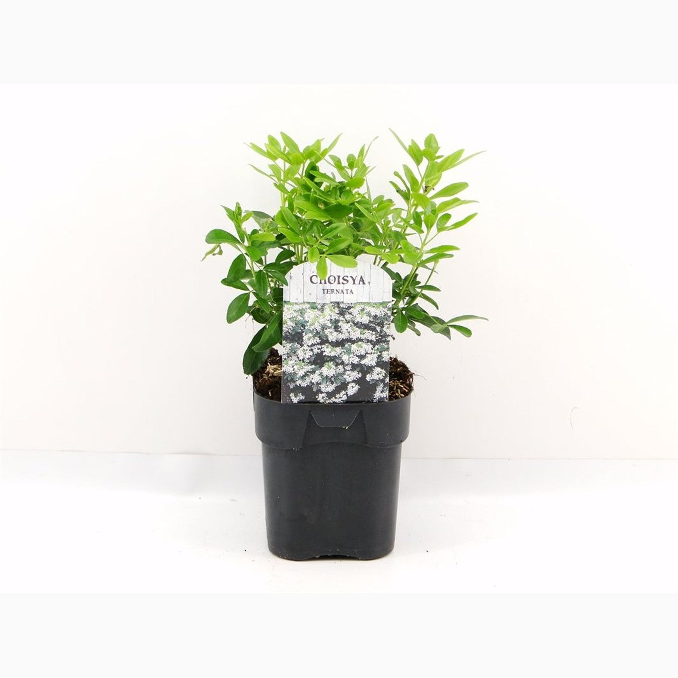 Mexikansk apelsinblomma – Choisya ternata - C2