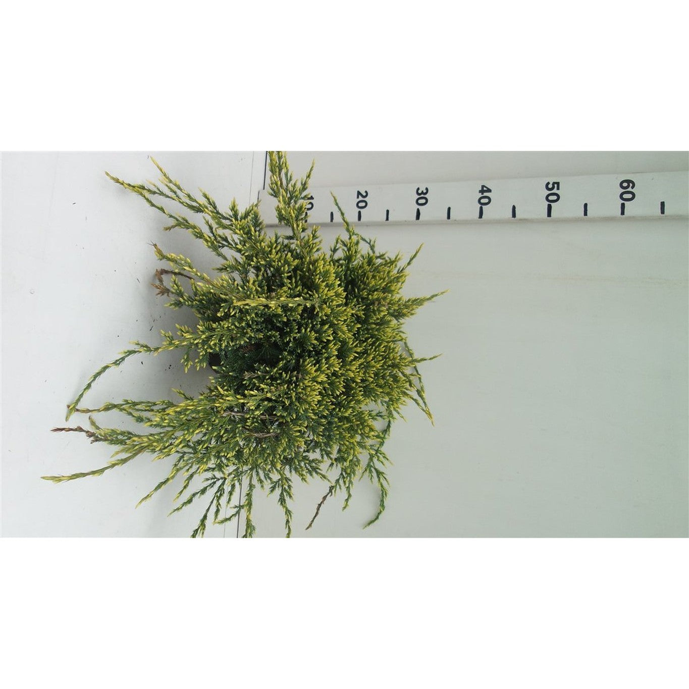 Fjäll-en – Juniperus squamata 'Holger' - C3 30-40 CM