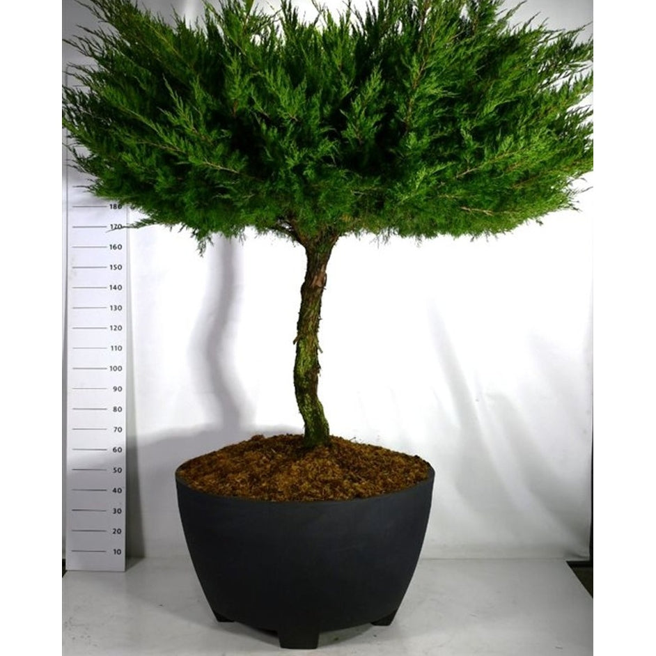 Pfitzer-en – Juniperus pfitzeriana 'Mint Julep' - C 450 Decopot 100 cm. Stam
