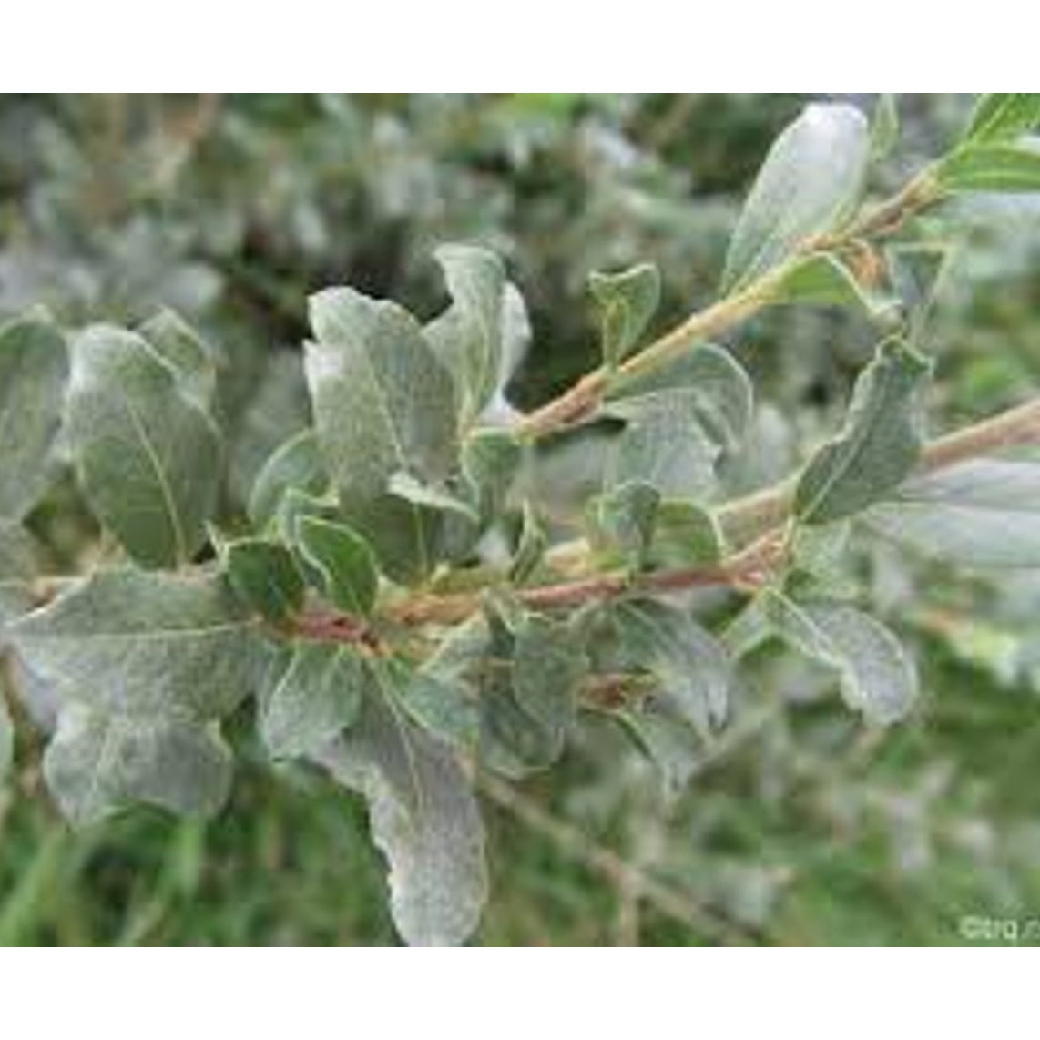 Krypvide – Salix repens nitida - 60-100 CM bare root 0/1 1-2 branche