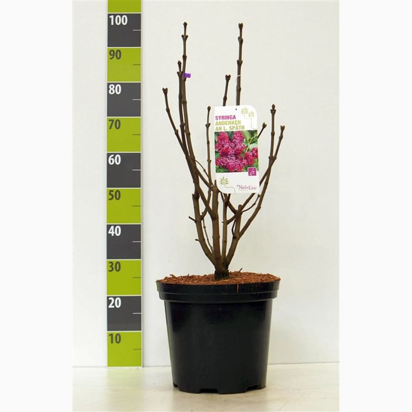 Syren (V); – Syringa vulgaris &