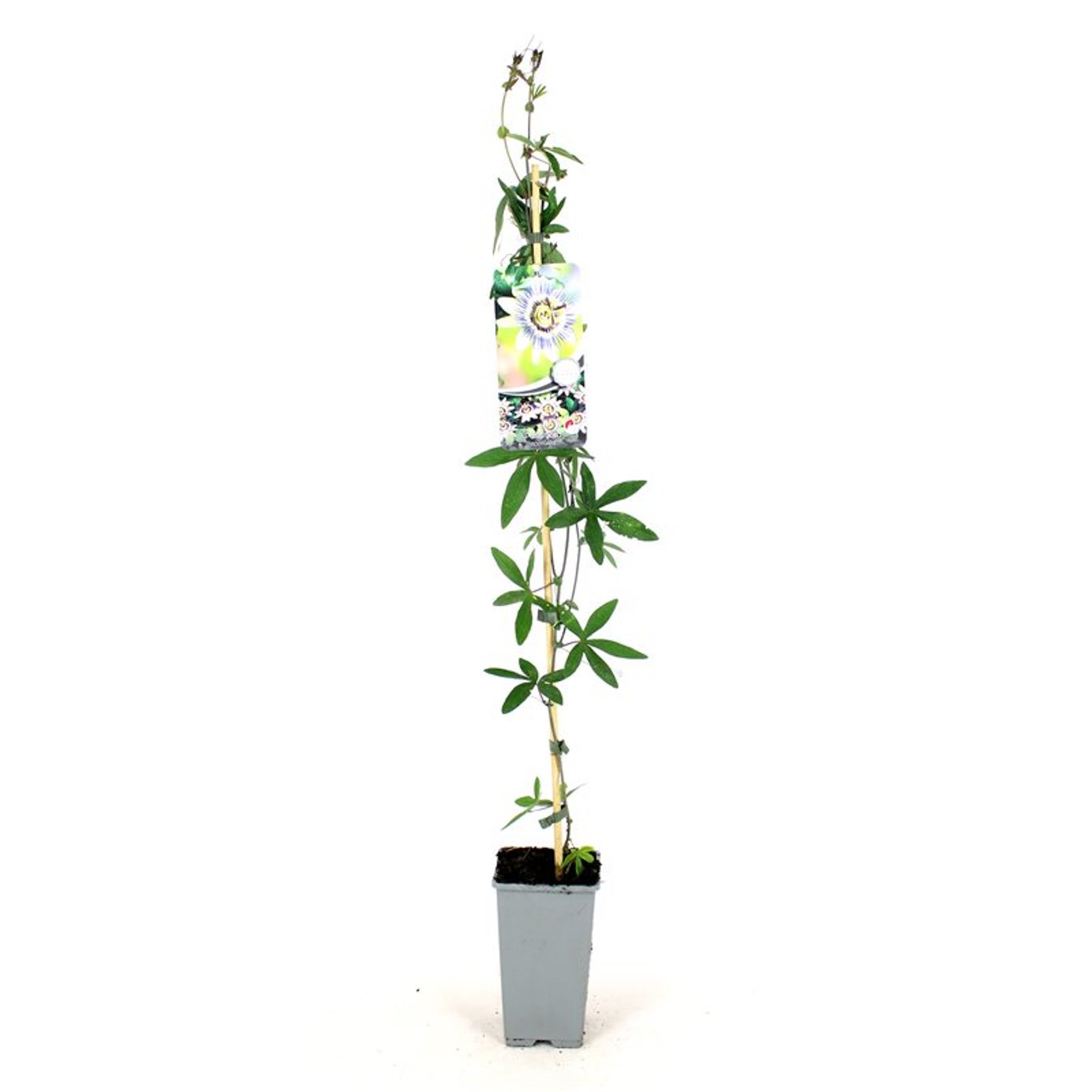Passionsblomma – Passiflora caerulea - C2 80-100 CM Stick