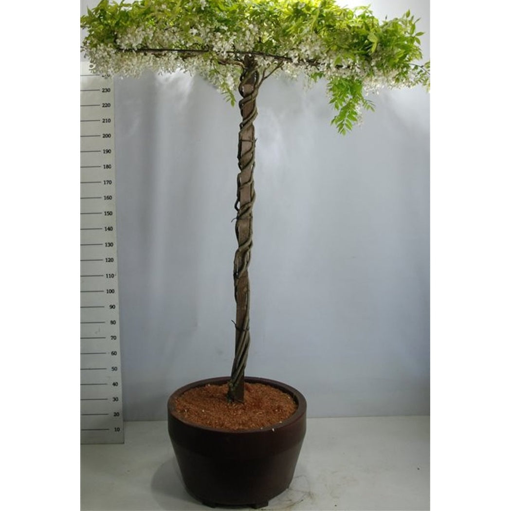 Japansk blåregn – Wisteria brachybotrys 'Yokohama fuji' - C160 200cm. Hoogstam Dakvorm