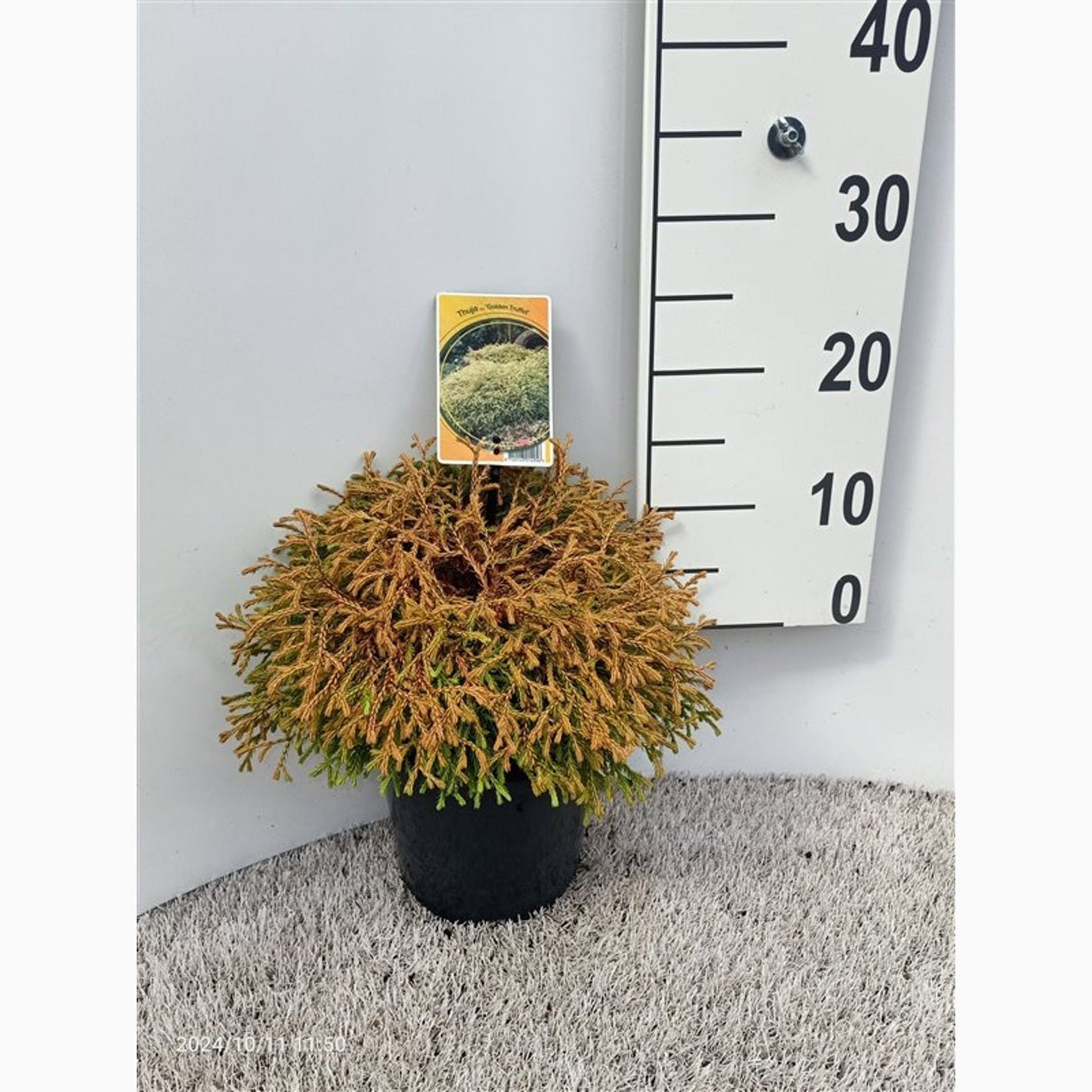 Thuja – Thuja occidentalis 'Golden Tuffet' - C3 25-30 CM