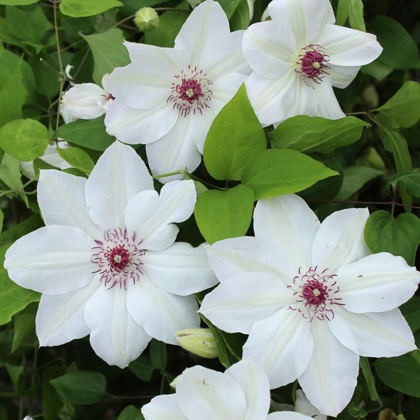 Klematis – Clematis 'Miss Bateman' - C2 50-60 CM 3 Stick