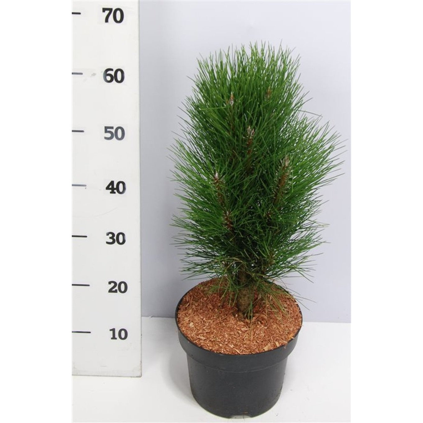 Svarttall – Pinus nigra 'Green Tower' - C5 30-40 cm.