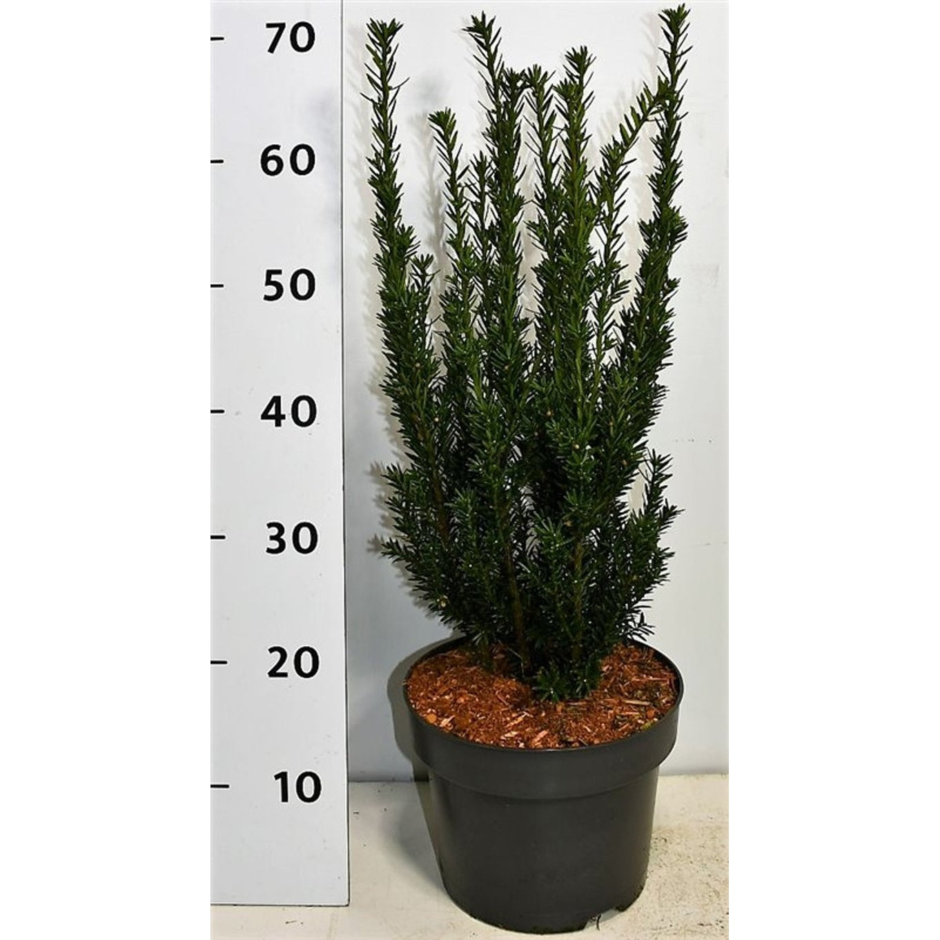 Hybrididegran – Taxus media 'Hillii' - C5 50-60 cm.