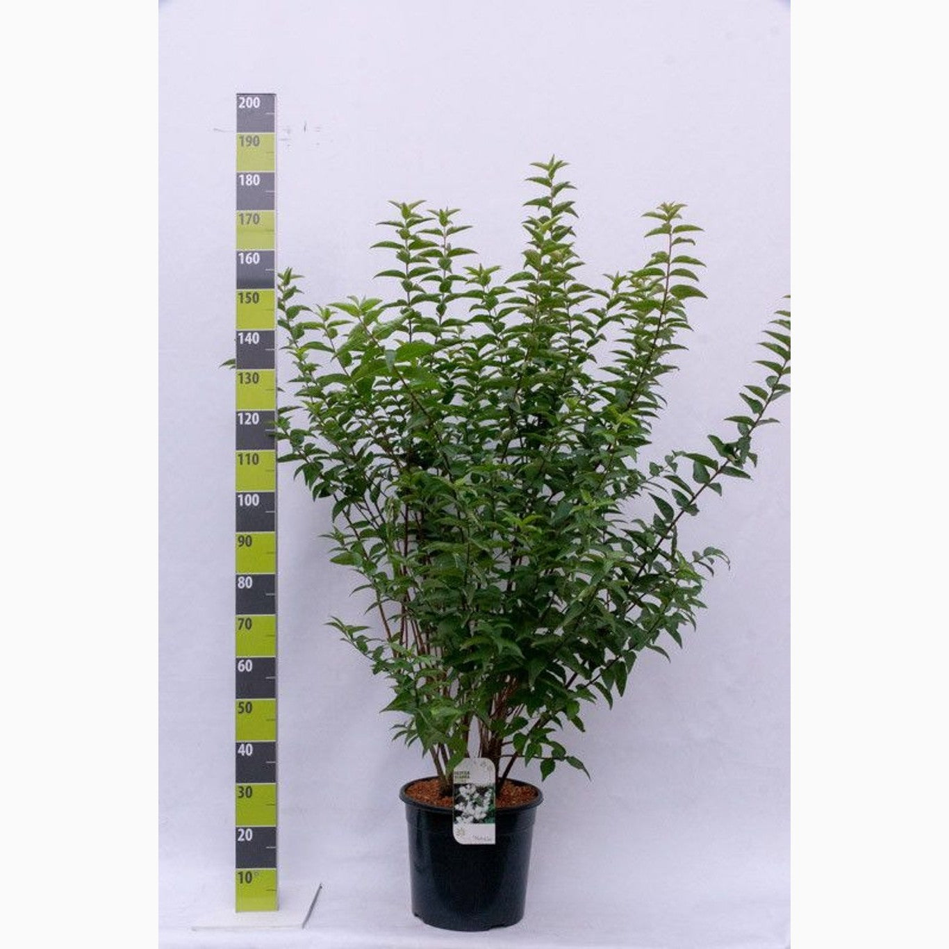 Slånspirea – Deutzia scabra 'Plena' - C20 100-125 CM