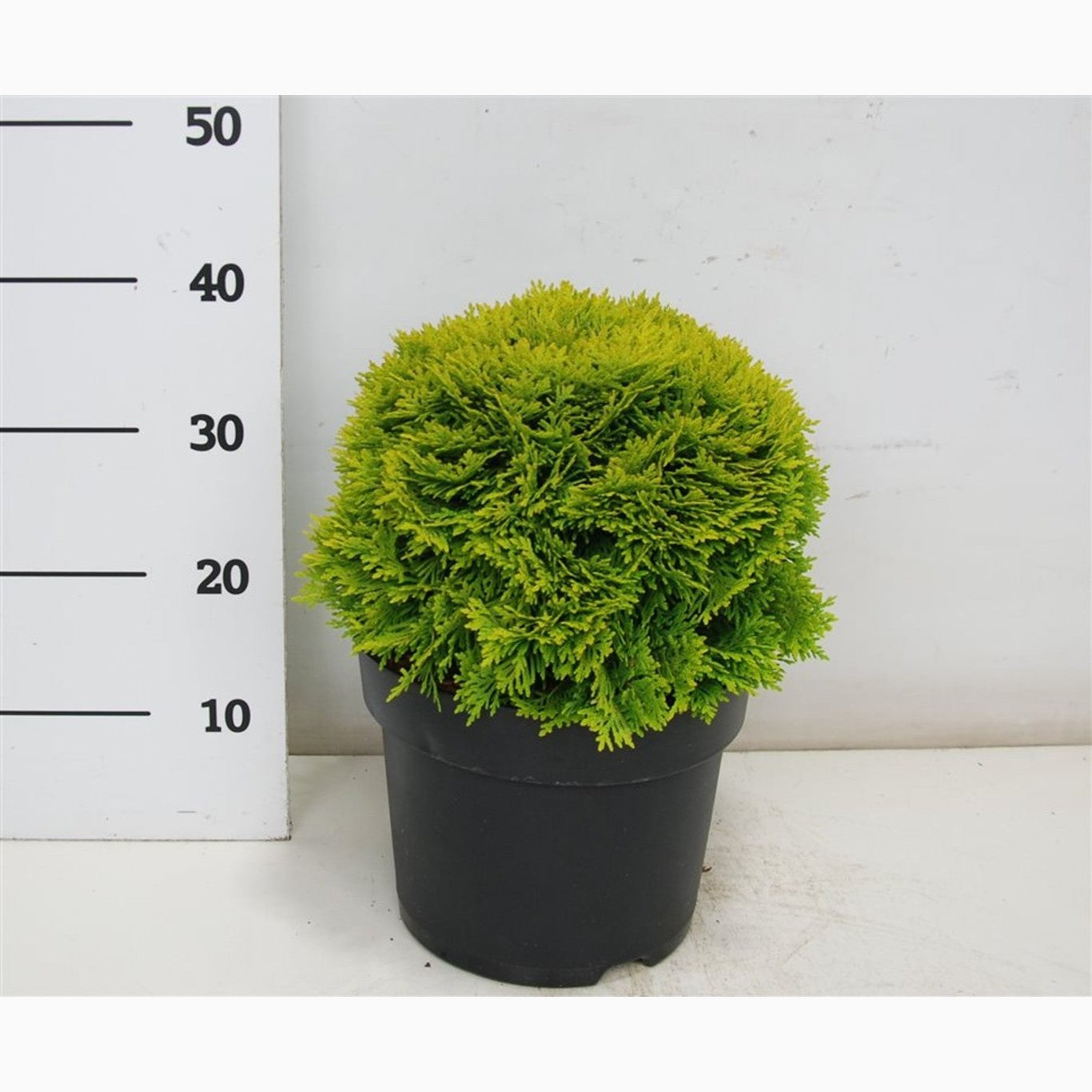 Thuja – Thuja occidentalis 'Mirjam' - C7,5 30-35 CM