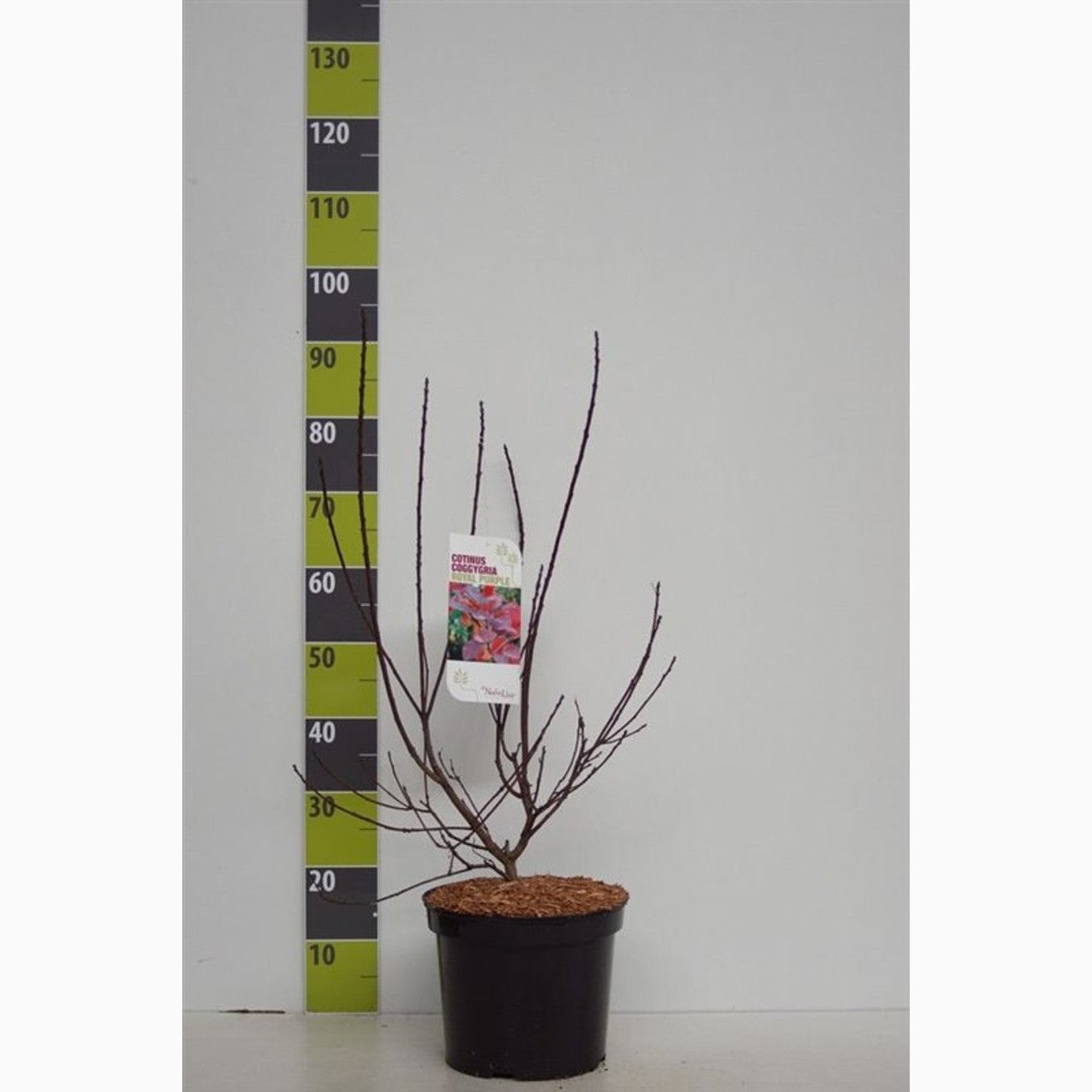 Perukbuske – Cotinus coggygria 'Royal Purple' - C7,5