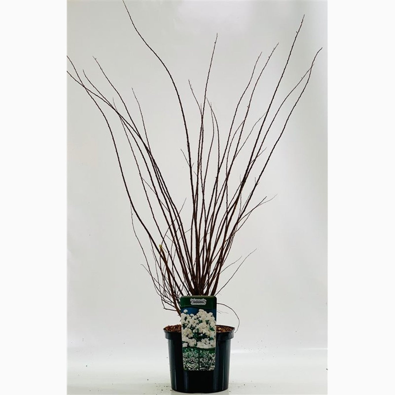 Spirea – Spiraea nipponica &