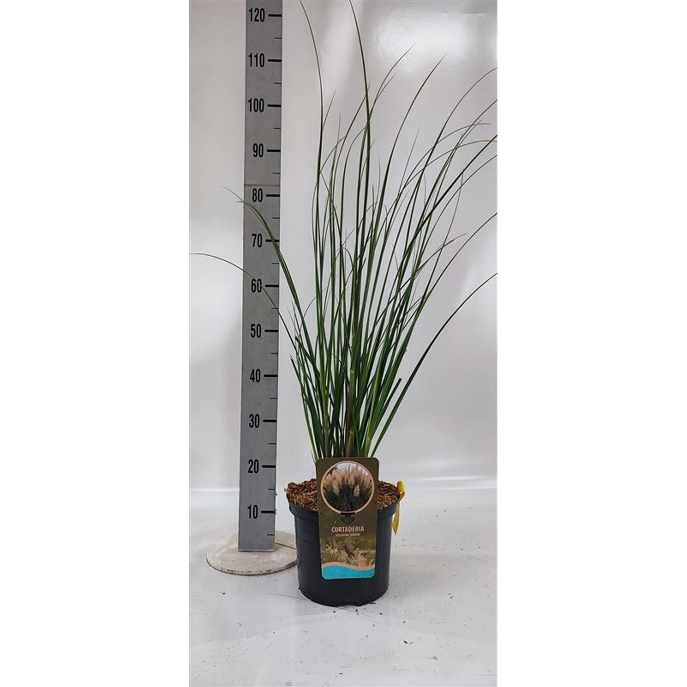 Pampasgräs – Cortaderia selloana 'Senior' - C5