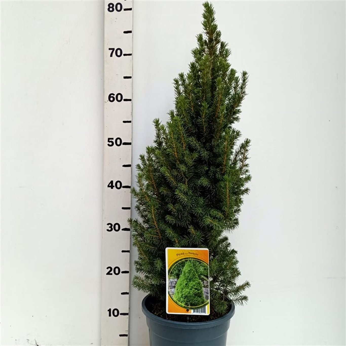 Vitgran – Picea glauca 'Perfecta' (Conica); - C3 50-60 CM