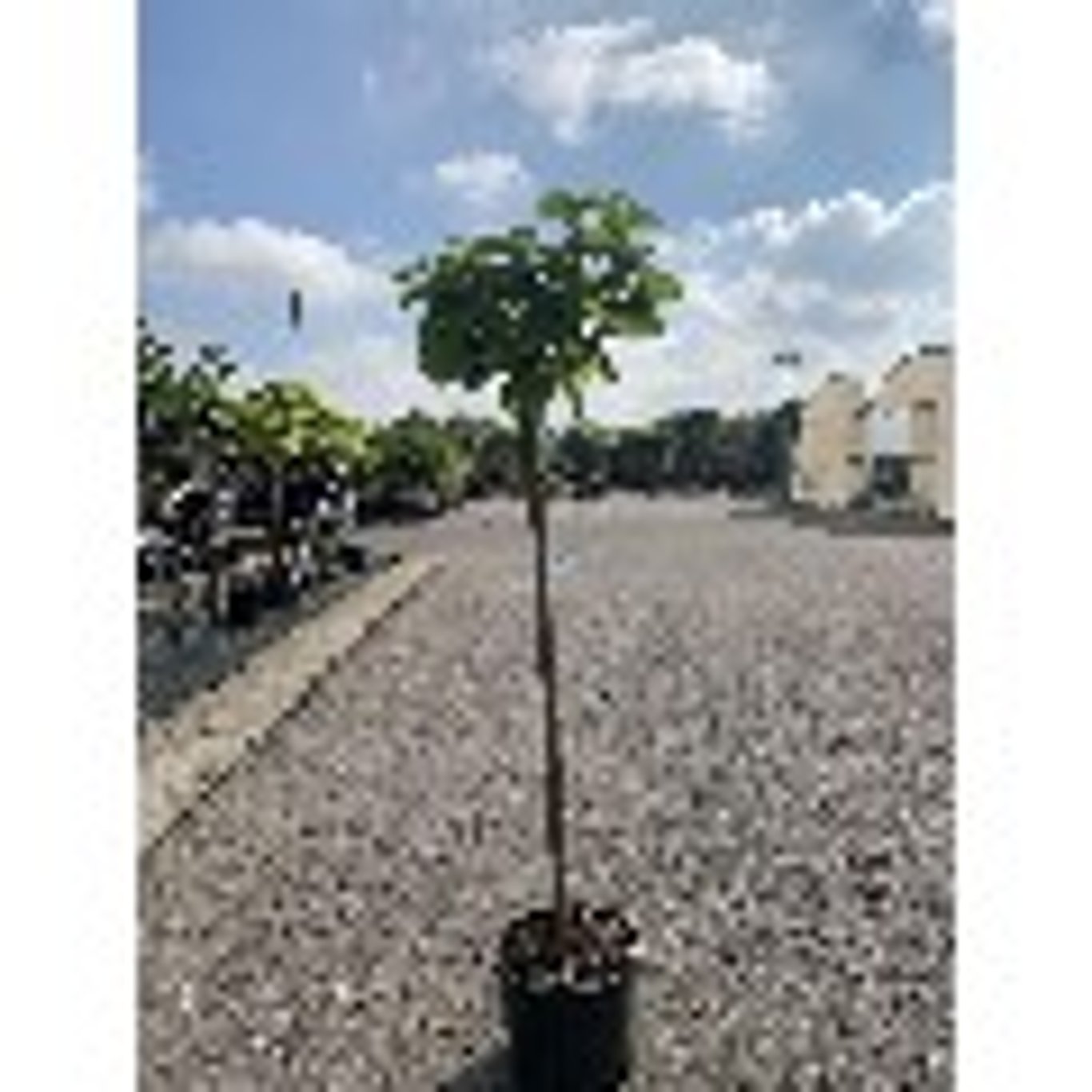 Trumpetträd – Catalpa bignonioides 'Nana' - C20 8/10 180 CM Stem