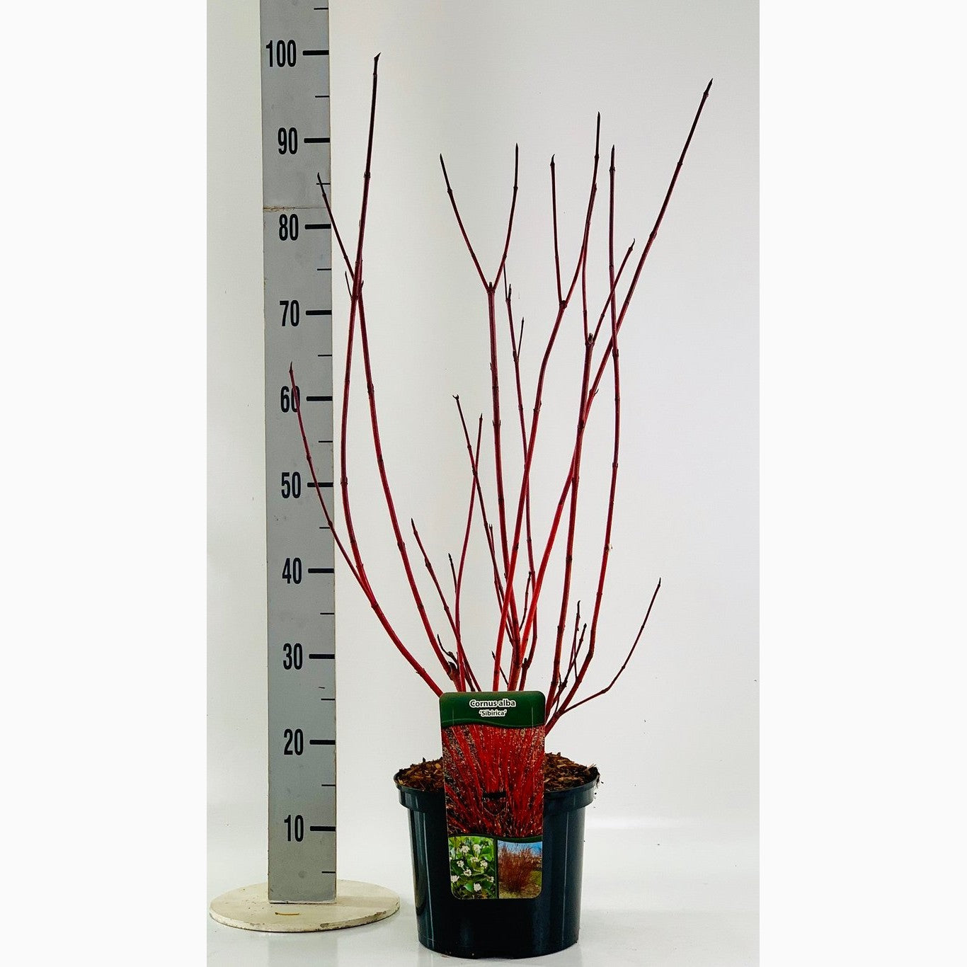 Kornell – Cornus alba 'Sibirica' - C5 60-80 CM