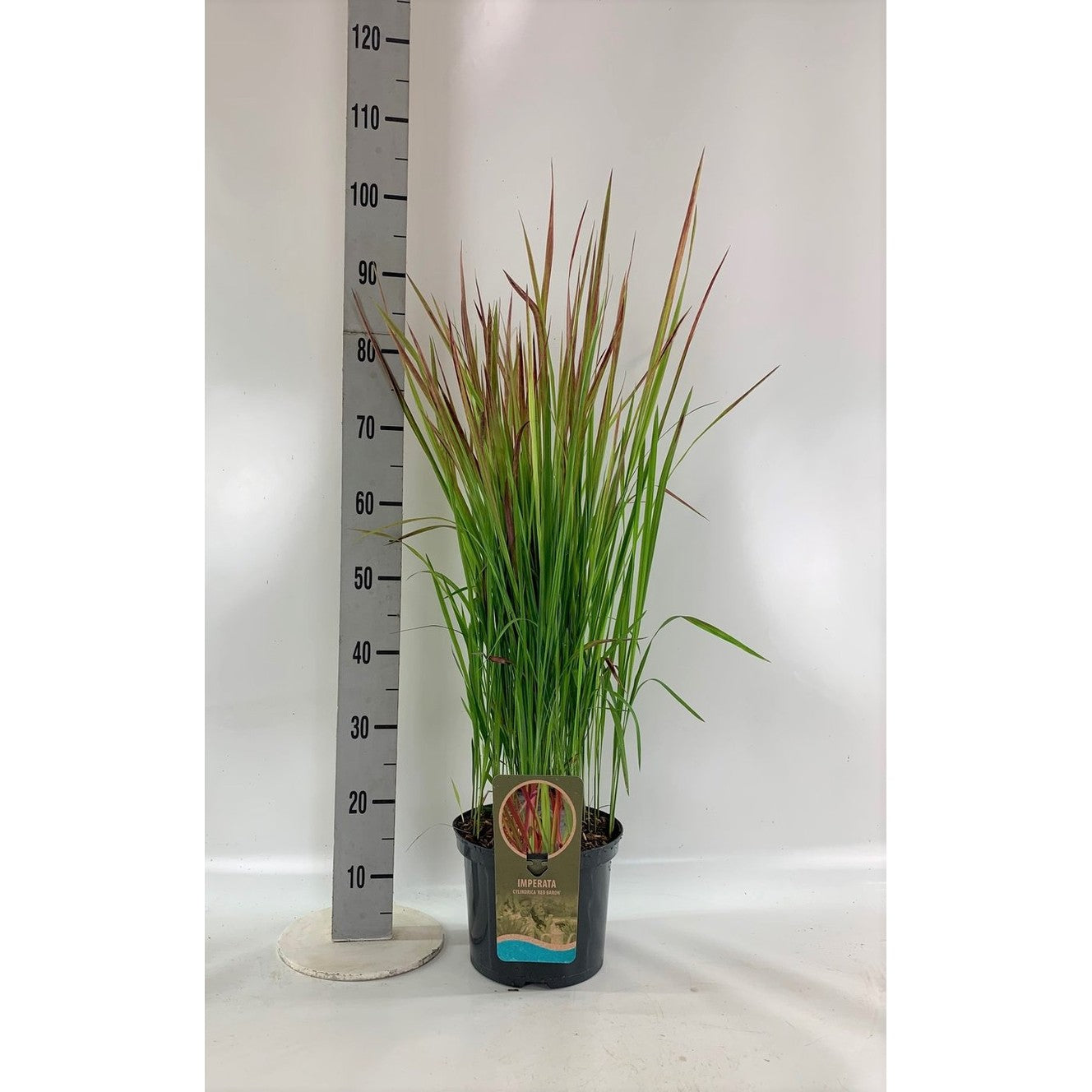 Japanskt blodgräs – Imperata cylindrica 'Red Baron' - C5