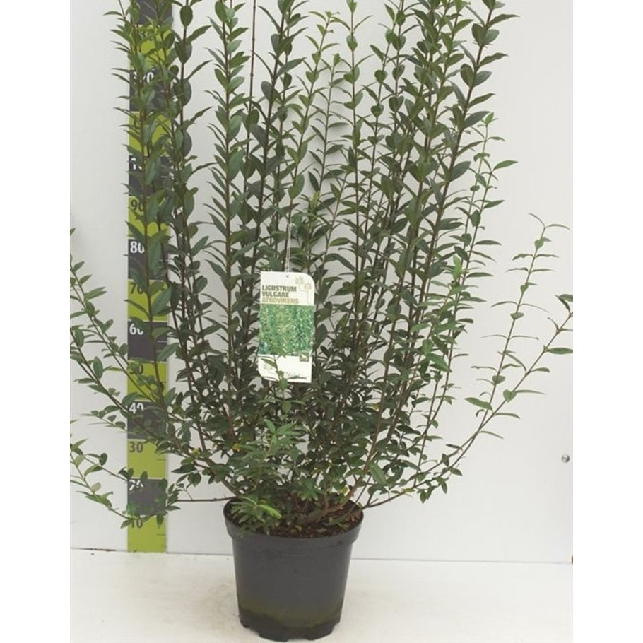 Liguster – Ligustrum vulgare 'Atrovirens' - C12 100-125 CM