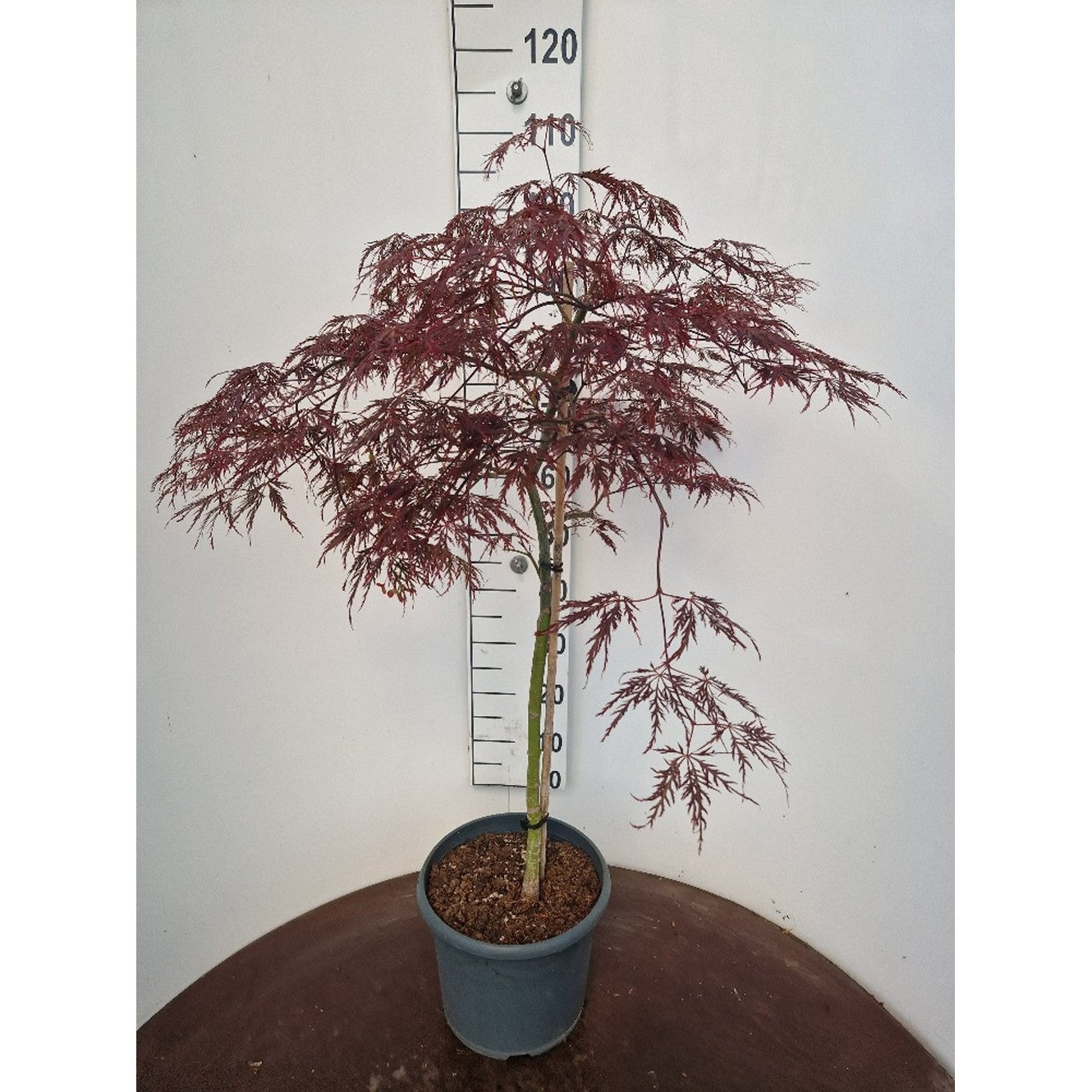 Japansk lönn – Acer pal. 'Crimson Queen' - 60 CM Stem C10