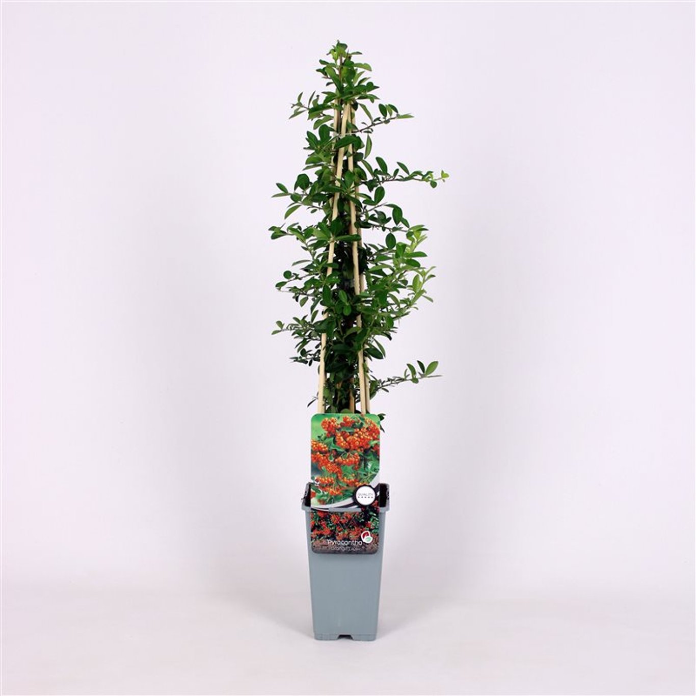 Eldtorn – Pyracantha 'Orange Glow' - C2 70/+ CM