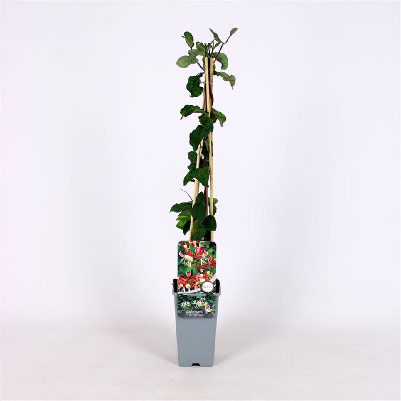 Kaprifol – Lonicera periclymenum 'Belgica' - C2 70/+ CM