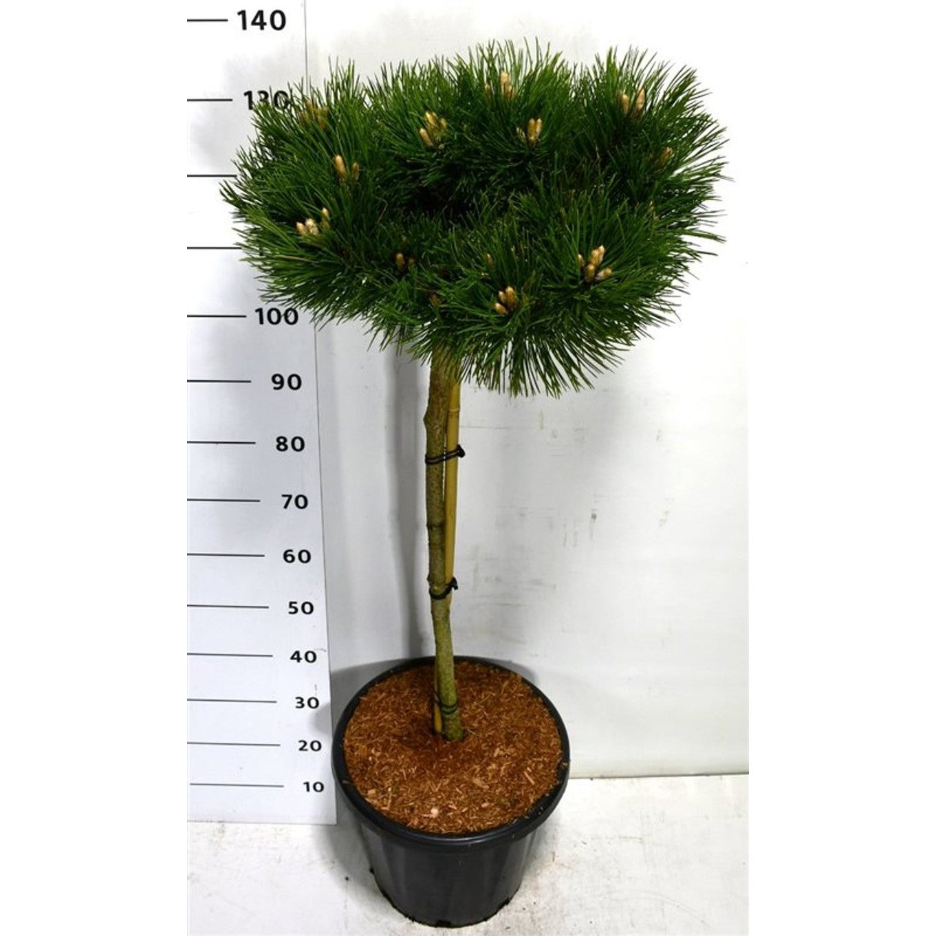 Svarttall – Pinus nigra 'Keightly Broom' - 80 CM Stem C25