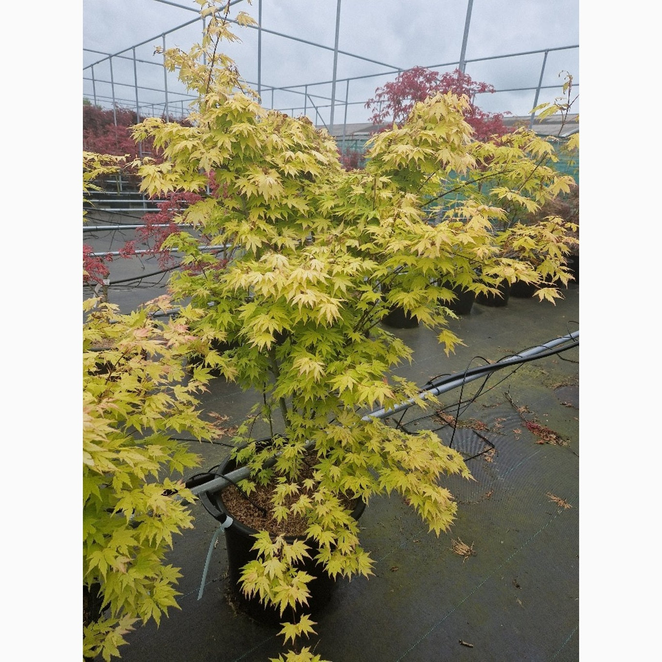 Japansk lönn – Acer pal. 'Katsura' - C35 100-125 CM
