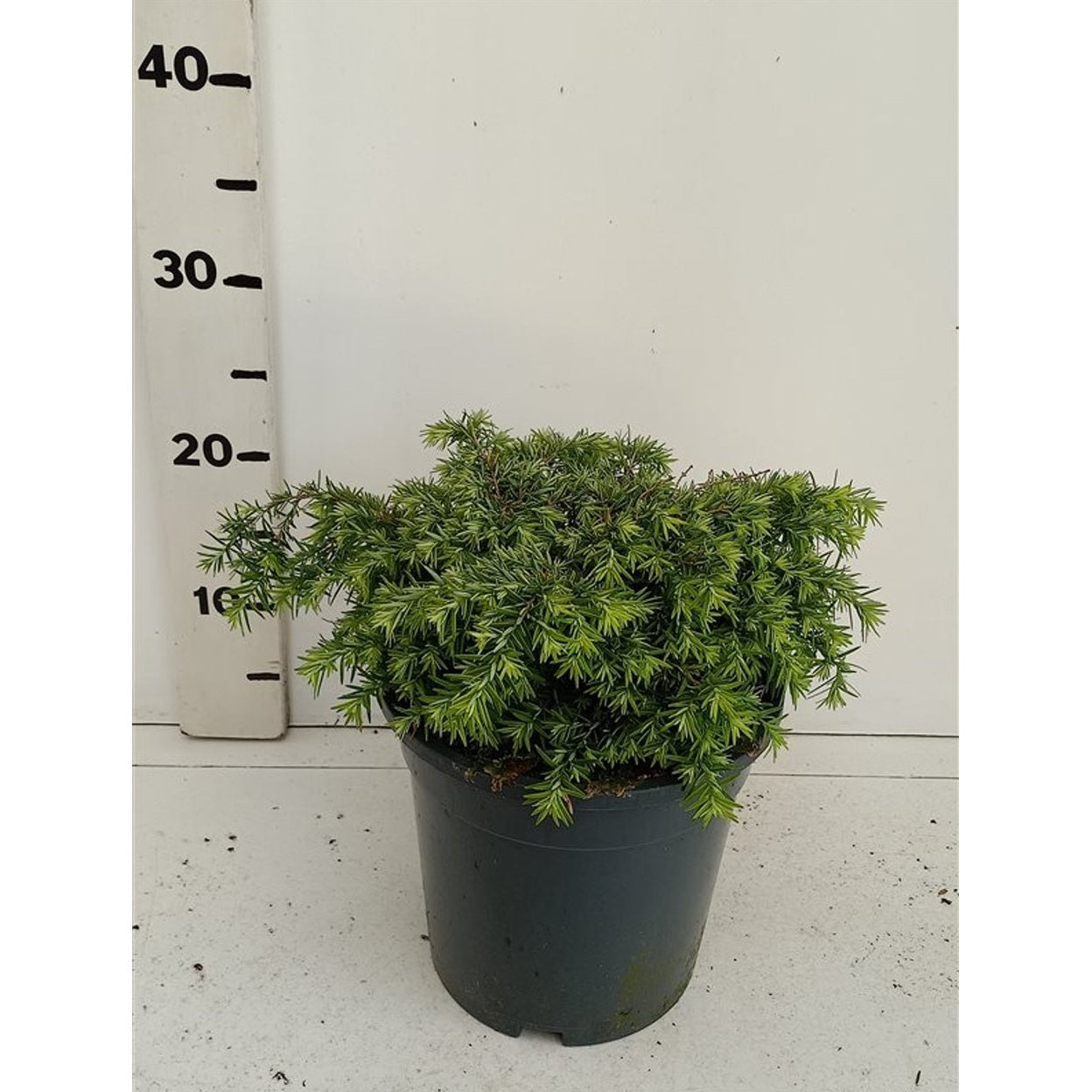 Hemlock – Tsuga canadensis 'Nana' - C3 20-25 CM