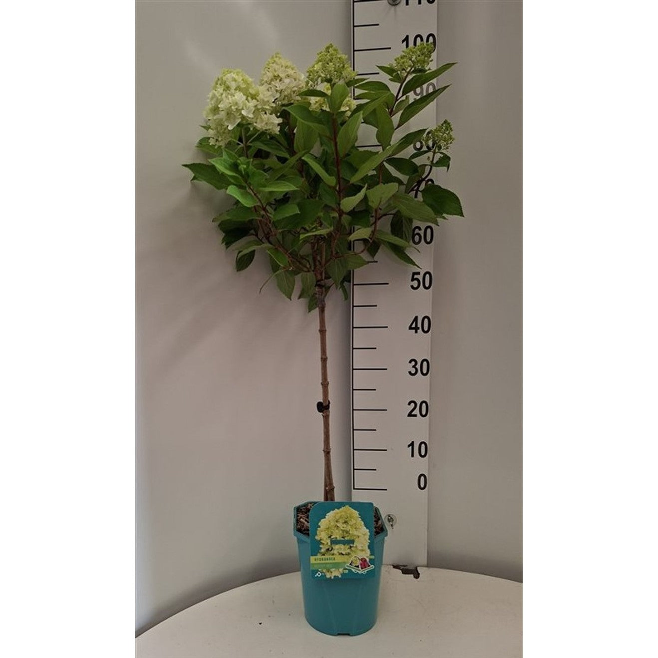 Syrenhortensia – Hydrangea paniculata Petite Bell - 60 CM Stem C5 - 2yr Crown