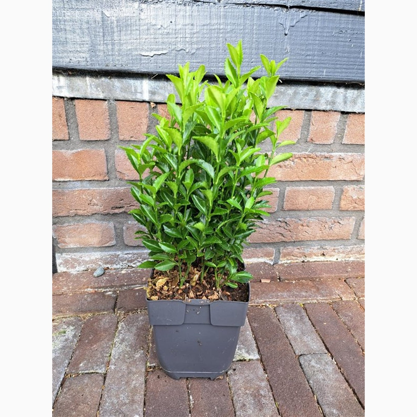 Japansk benved – Euonymus japonicus 'Green Spire' - P13