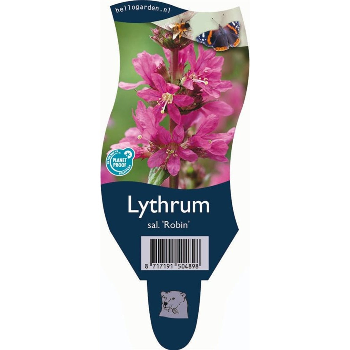 Fackelblomster – Lythrum salicaria 'Robin' - P11