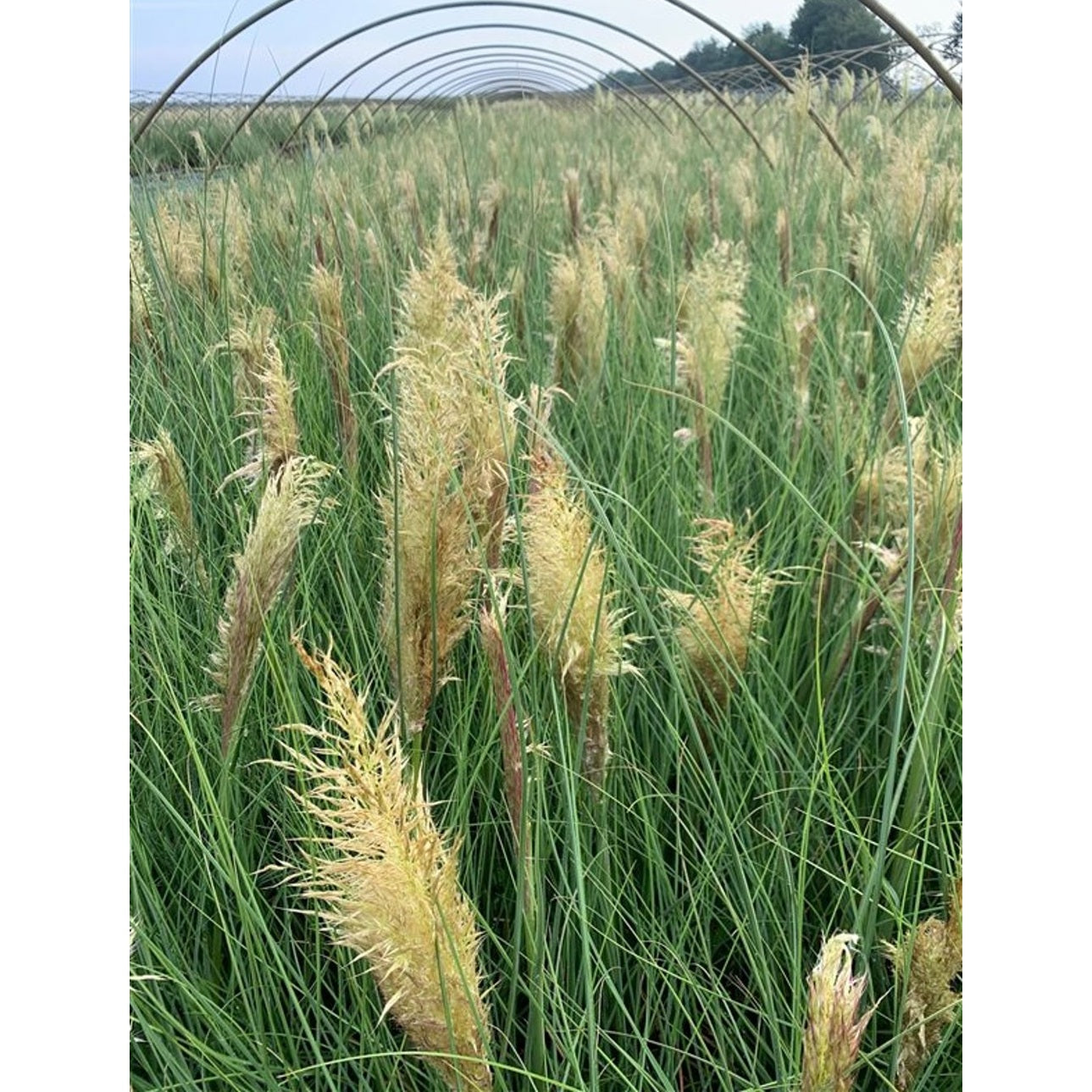 Pampasgräs – Cortaderia selloana 'Citaro' - C5