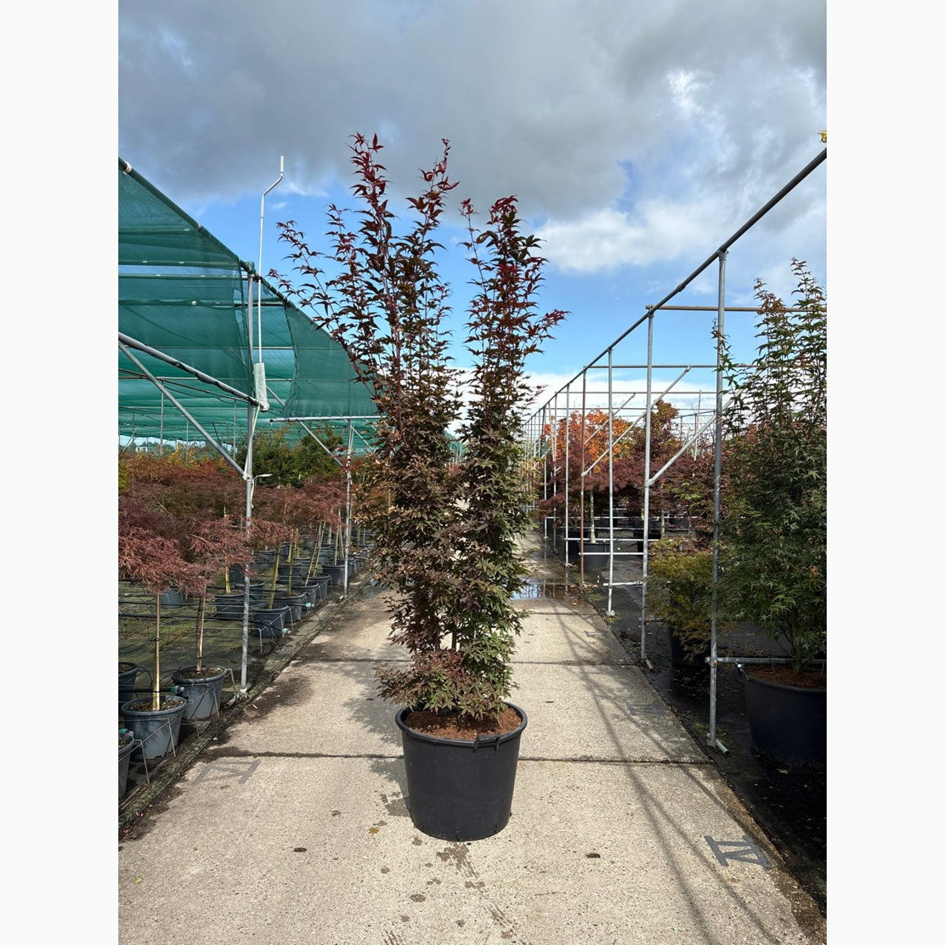 Japansk lönn – Acer pal. 'Twombly's Red Sentinel' - 250-300 CM in Cont.