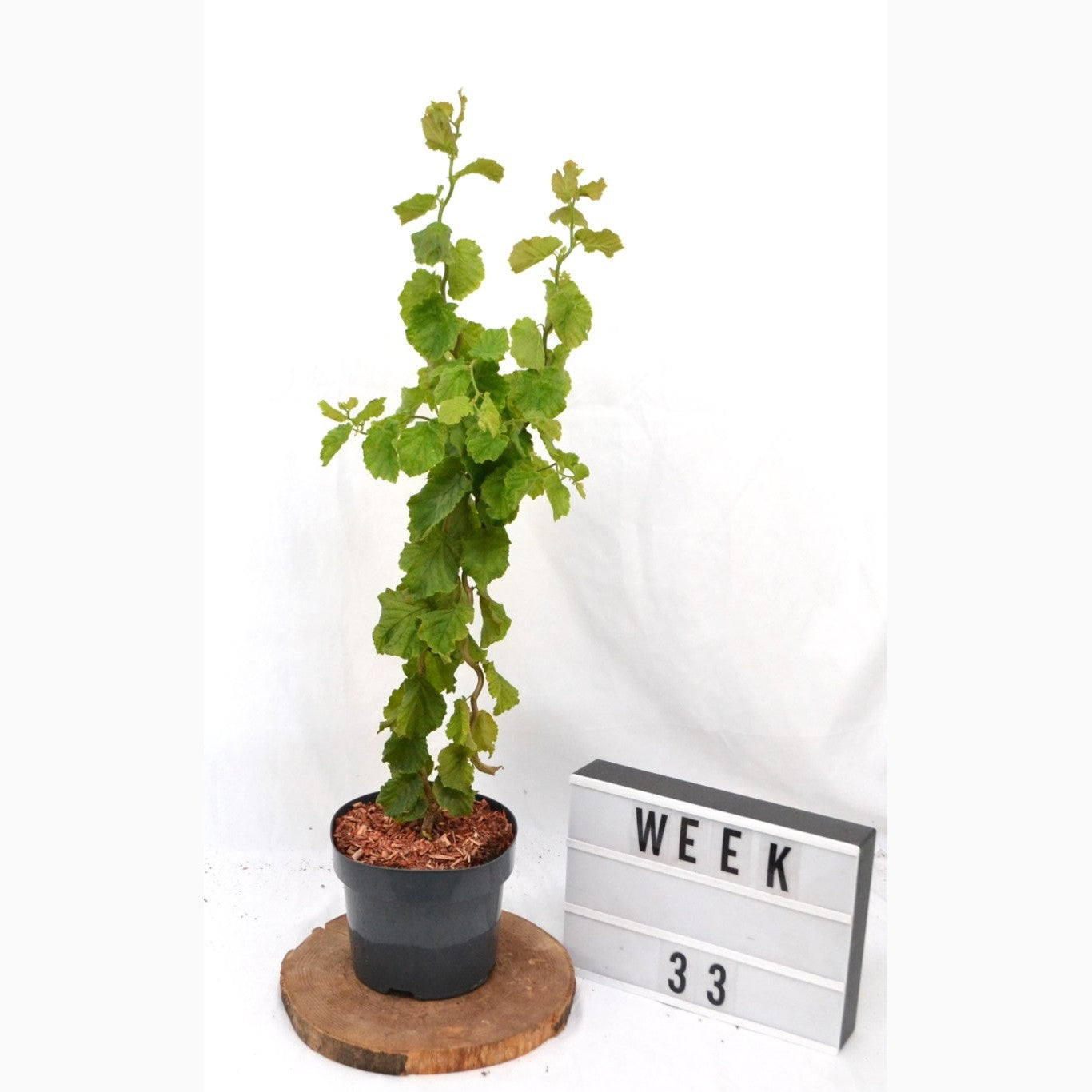 Hassel – Corylus avellana 'Scooter' - C3 20-40 CM