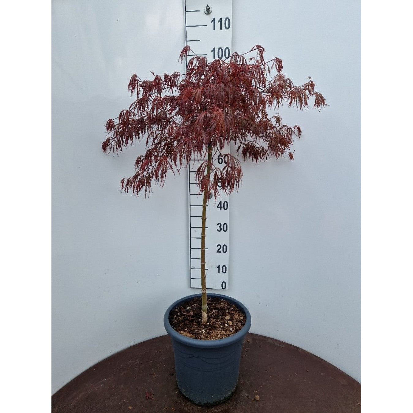 Japansk lönn – Acer pal. 'Crimson Queen' - 70 CM Stem C15