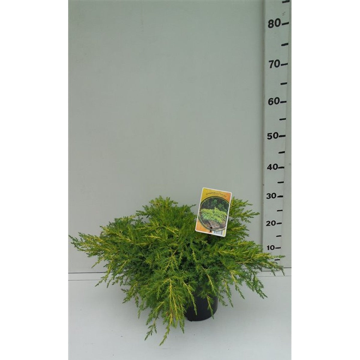 Pfitzer-en – Juniperus pfitzeriana 'Gold Star' - C3 30-40 CM