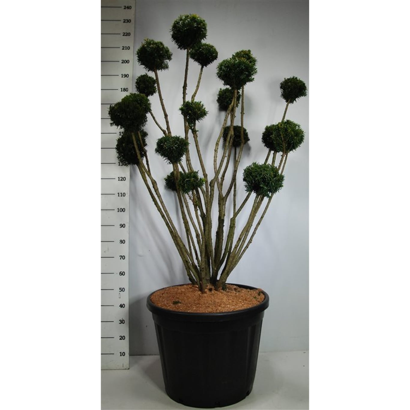 Hybrididegran – Taxus media 'Hillii' - 125-150 CM Bonsai Cont.