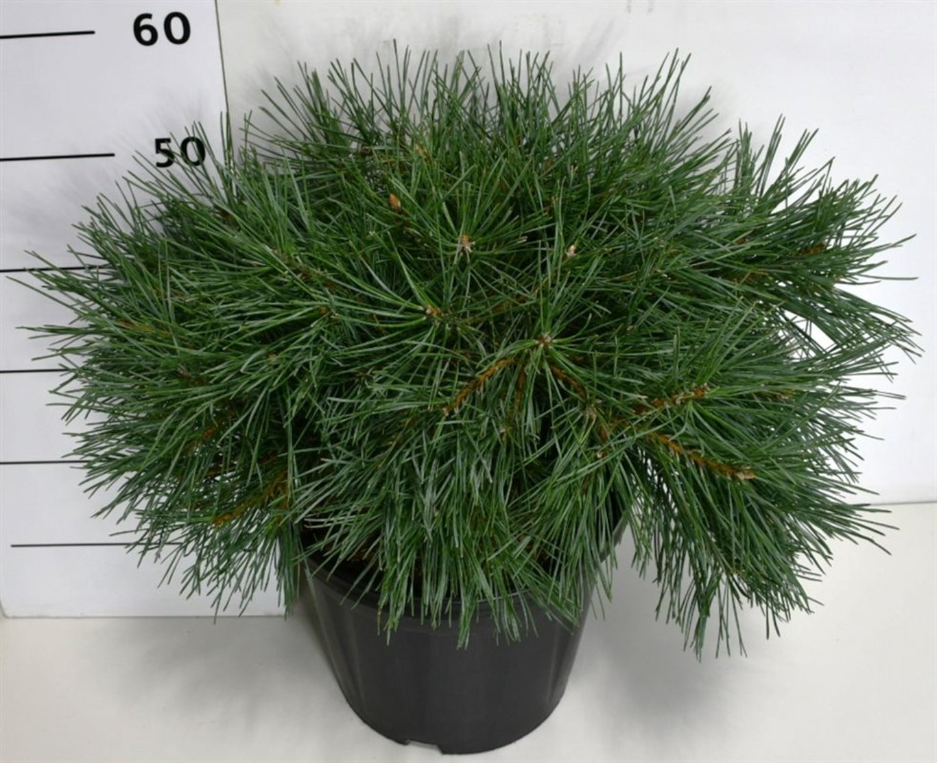 Tall – Pinus sylvestris 'Repens' - C13 40-50 cm.