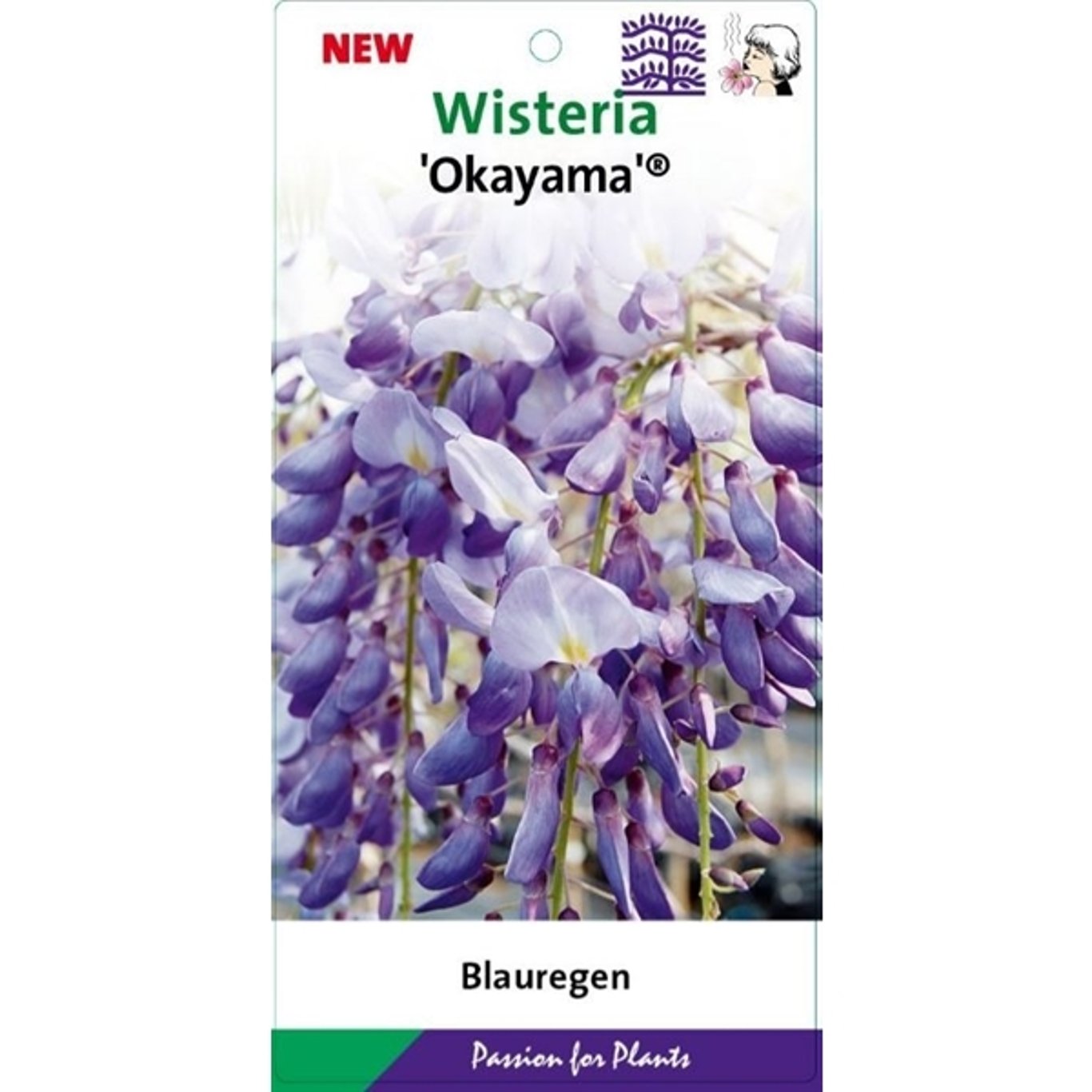 Blåregn – Wisteria brachybotrys &