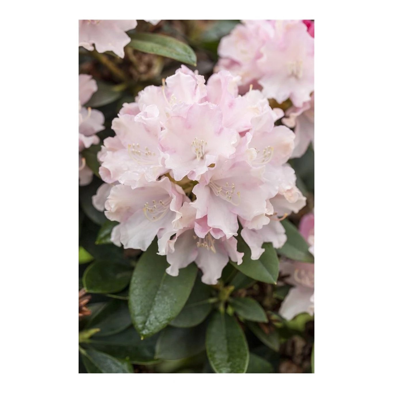 Rhododendron – Rhododendron (Y); 'Schneekrone' - C12 50-60 CM