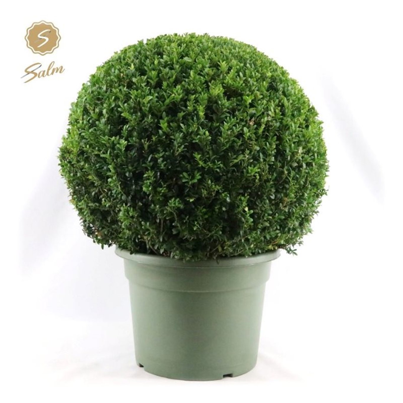 Buxbom – Buxus sempervirens - 60 CM Ball Cont.