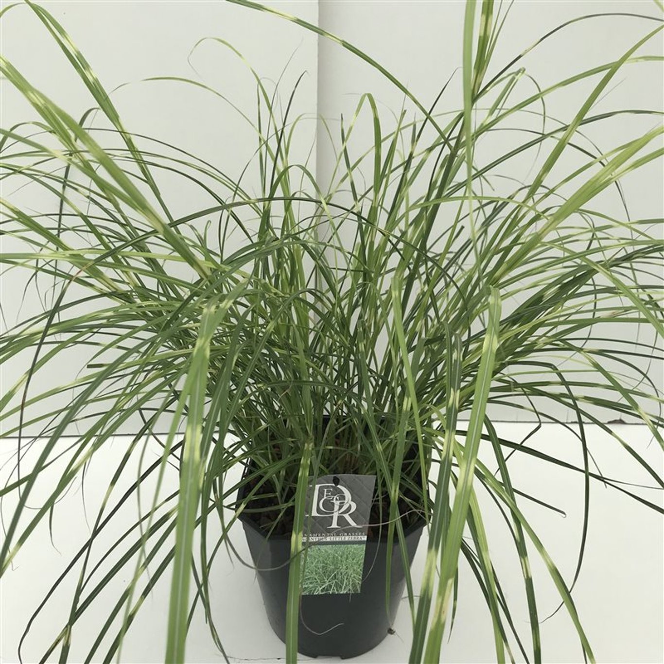 Glansmiskantus – Miscanthus sinensis 'Little Zebra' - C5