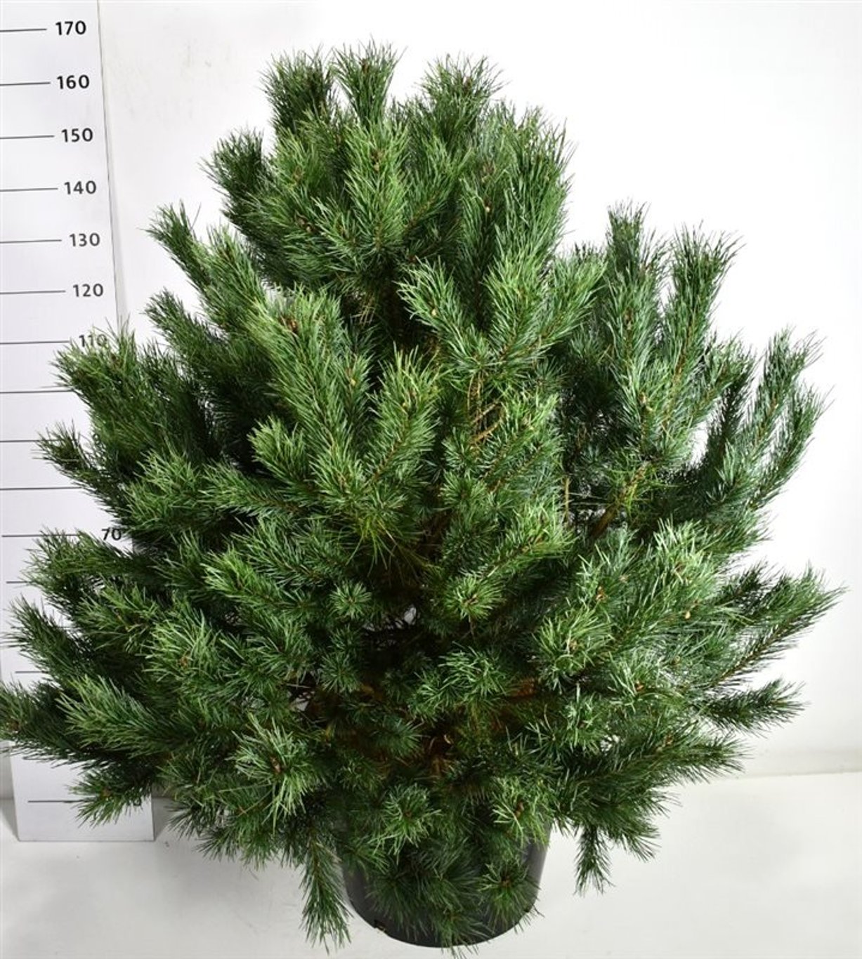 Tall – Pinus sylvestris 'Watereri' - C65 125-150 cm.
