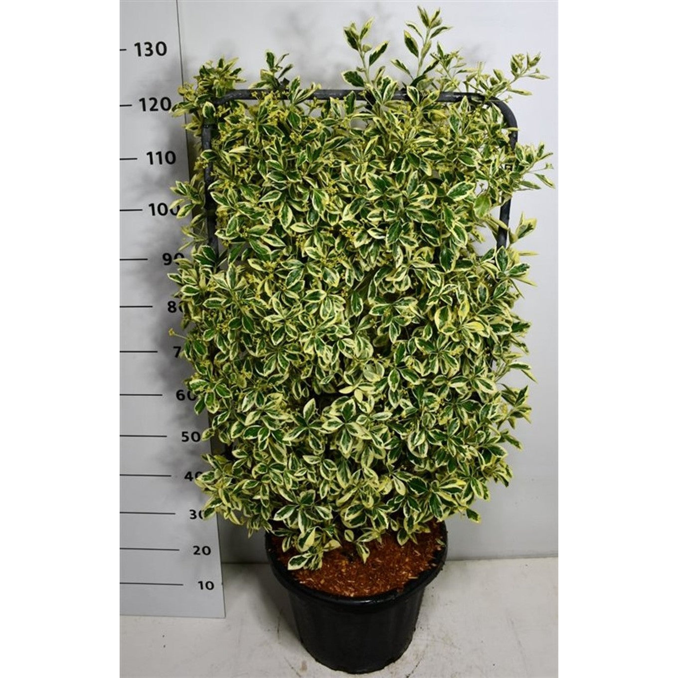 Japansk benved – Euonymus japonicus 'Bravo' - C25 100 cm. Scherm